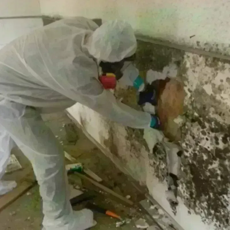 Mold Remediation and Removal in Wilburton, OK